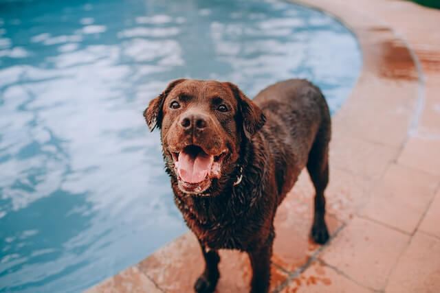 Chocolate lab fresh out of a swimming pool.