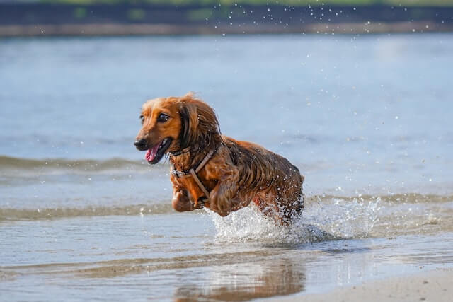 The Secret to a Stress-Free Summer Taking Your Dog Around Water