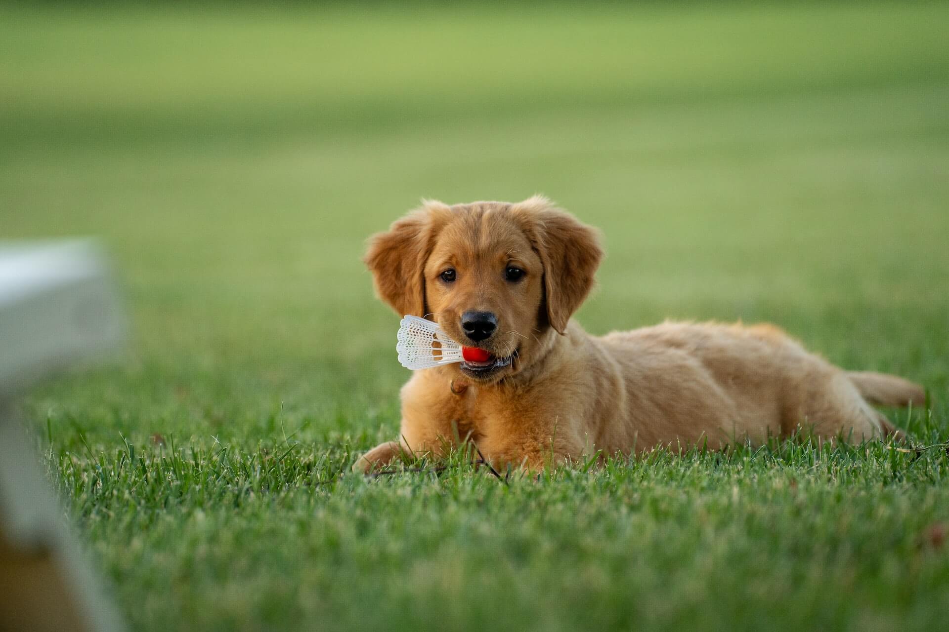Golden retriever puppy lying on green grass holding a birdie.