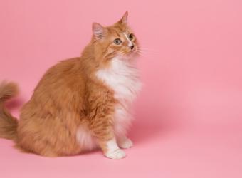 9 Ways to Help Your Cat Battle Obesity