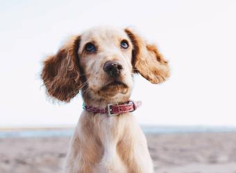 How to Spot an Ear Infection In Your Dog