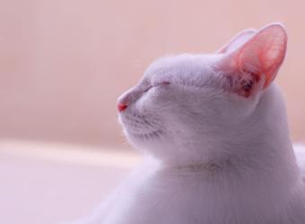 How to Tell if Your Cat Has an Ear Infection