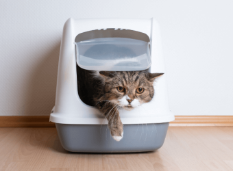 4 Litter Box Tips to Make Life as a Cat Owner Easier