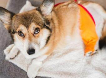 How to Ensure A Smooth Recovery From Canine Orthopedic Surgery