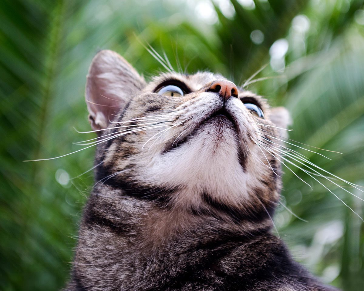 closeup of a tabby cat looking up in front of a palm tree