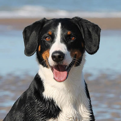 Black and white dog sitting on the beach