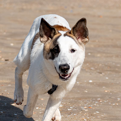 Brown and white dog running along a sandy beach