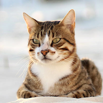Tabby cat resting on the beach