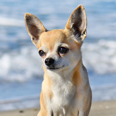 Chihuahua sitting on a sandy beach