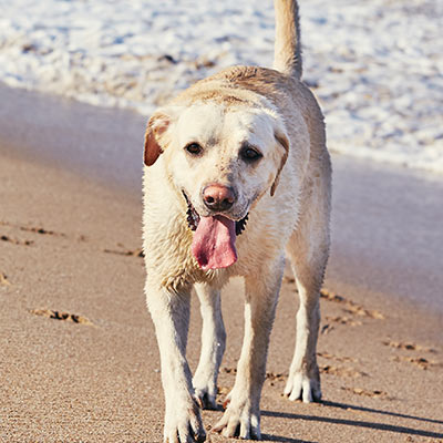 Happy Labrador dog walking along a sandy beach