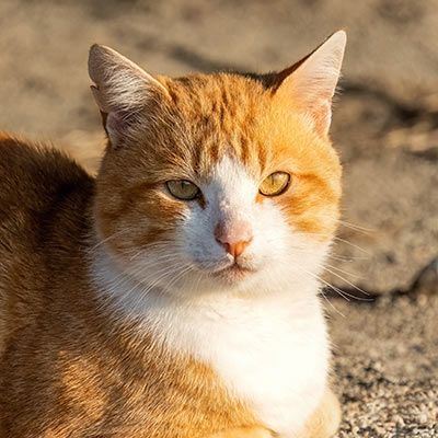 Orange and white cat resting on the beach